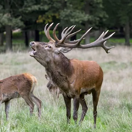 Ardennes Woods ベッド・アンド・ブレックファスト